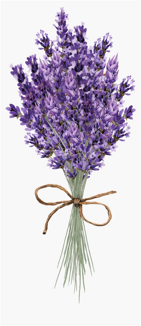 free lavender clipart|Lavender Images .
